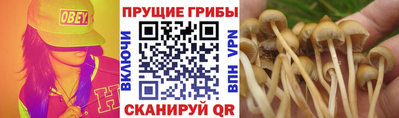 Галлюциногенные грибы MAGIC MUSHROOMS  Купить закладки  Глазов 